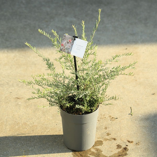 ���ڡ����ڡ�����ӥ쥢�ʥס������˥���ߥʡ�5��ݥåȡ�����30��� 