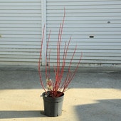 ڡڡ̥Сߥ饯롡80*󥴥ߥ껹ߥ