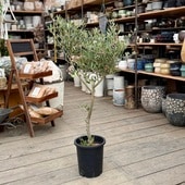  տʪ꡼֤ ߥå 8*22 SOUJU ϼ Mission 緿ޥ