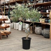 졡տʪ꡼֤ ԥ 8*11SOUJU ϼ  Picual緿ޥ