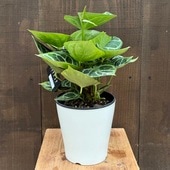 տʪ󥹥ꥦࡡɥ䥭*5 ץݥå Anthurium Dorayaki