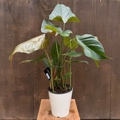 졡տʪեǥɥ ޡ꡼*5 ץݥå