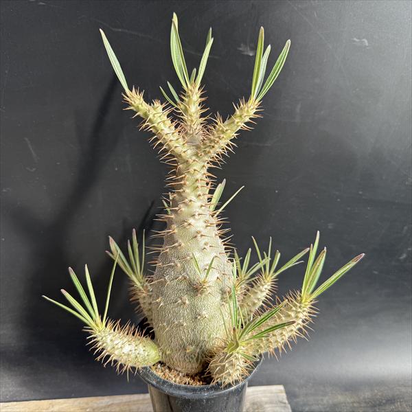 �����ǥå������ѥ��ݥǥ����� ���饭�ꥹ ����*����15��������ʡ����ʸ¤�