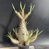 ǥåѥݥǥ 饭ꥹ *15ʡʸ¤