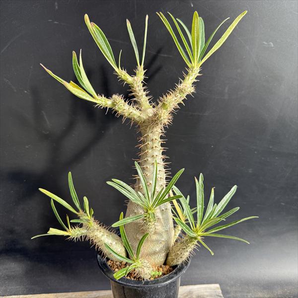 �����ǥå������ѥ��ݥǥ����� ���饭�ꥹ ����*����15��������ʡ����ʸ¤�