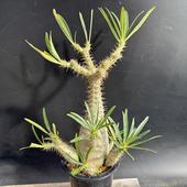 ǥåѥݥǥ 饭ꥹ *15ʡʸ¤