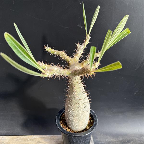 �����ǥå������ѥ��ݥǥ����� ���饭�ꥹ ����*����15��������ʡ����ʸ¤�