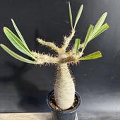 ǥåѥݥǥ 饭ꥹ *15ʡʸ¤