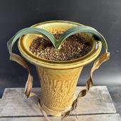 ¿ʪ륦å ߥӥ ŷƫȭ*28 ʡʸ¤