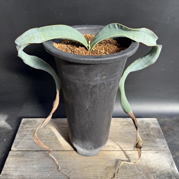 ¿����ʪ�������륦���å��� �ߥ�ӥ� ����ŷ����������ƫ��ȭ*��30��� ���ʡ����ʸ¤�