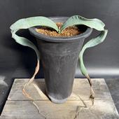 ¿ʪ륦å ߥӥ ŷƫȭ*30 ʡʸ¤