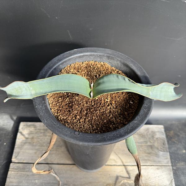 多肉植物：ウェルウィッチア ミラビス 奇想天外 実生 陶器鉢*幅30cm