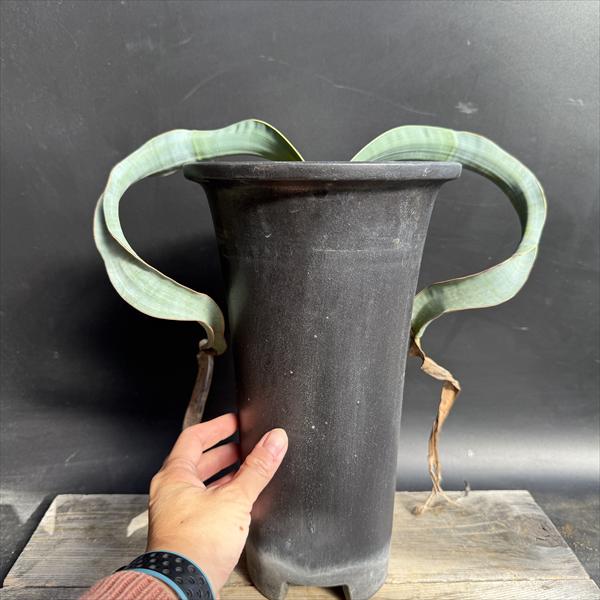 多肉植物：ウェルウィッチア ミラビス 奇想天外 実生 陶器鉢*幅30cm