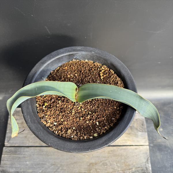 多肉植物：ウェルウィッチア ミラビス 奇想天外 実生 陶器鉢*幅33cm