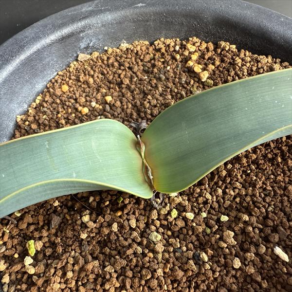 多肉植物：ウェルウィッチア ミラビス 奇想天外 実生 陶器鉢*幅33cm