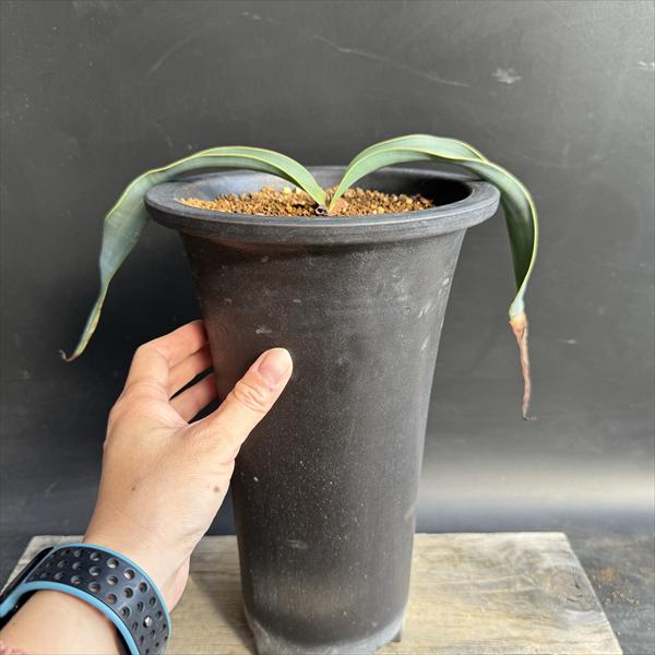多肉植物：ウェルウィッチア ミラビス 奇想天外 実生 陶器鉢*幅33cm