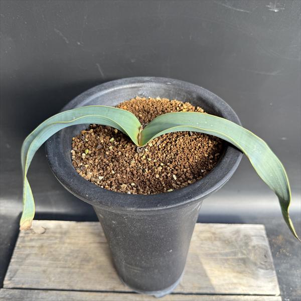 多肉植物：ウェルウィッチア ミラビス 奇想天外 実生 陶器鉢*幅33cm