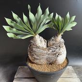 òǥå֡ե󡡥ϥޥ󥽥ǥ֥إåɡȯ*22cmʡʸ¤