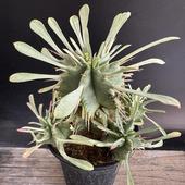 ò¿ʪ桼եӥۡʥ˥*12ʡʸ¤