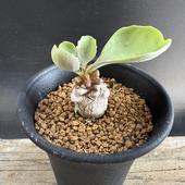 ǥåȥʡߥʡ*2ʡʸ¤