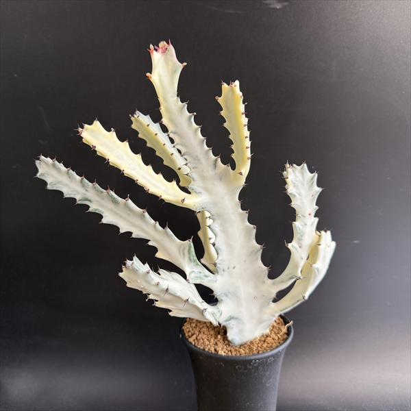 ¿����ʪ���桼�ե���ӥ����ۥ磻�ȥ�������*��17��������ʡ����ʸ¤�