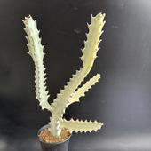 ¿ʪ桼եӥۥ磻ȥ*17ʡʸ¤