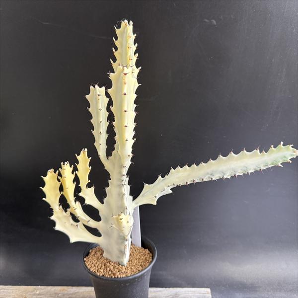 ¿����ʪ���桼�ե���ӥ����ۥ磻�ȥ�������*��24��������ʡ����ʸ¤�