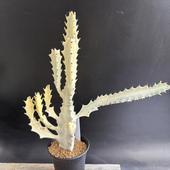 ¿ʪ桼եӥۥ磻ȥ*24ʡʸ¤