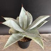 ¿ʪ ԥޥ ɥ饴ȥ*20ʡʸ¤