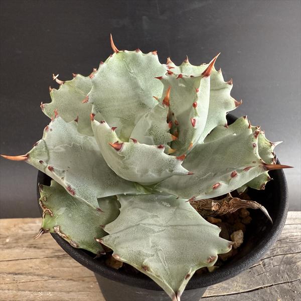 ¿����ʪ�������� ��������󥷥�*��10��������ʡ����ʸ¤�