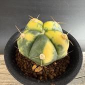 ܥƥ󡧥Υꥭࡡڥ󥿥󥵶ӡ*5cmʡʸ¤