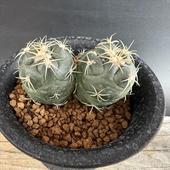 ܥƥ󡧥ե󥿡ݲݡ֥إåɡ*5.5cmʡʸ¤