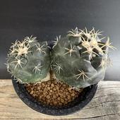 ܥƥ󡧥ե󥿡ݲݡ֥إåɡ*8.5cmʡʸ¤