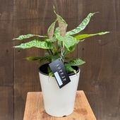 տʪɥ饻 ǥ*ǥ 5 ץݥå