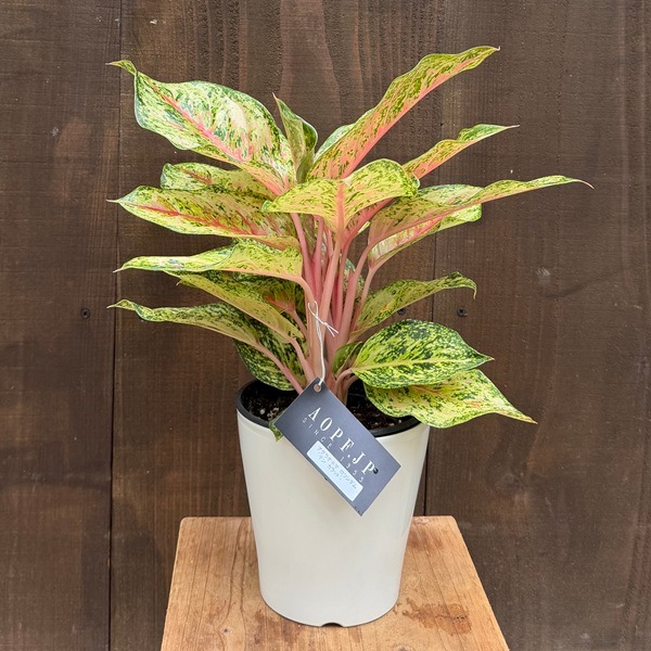 観葉植物A おしゃれ 観葉植物：アグラオネマ テンカラット*ロツンダム 10カラット