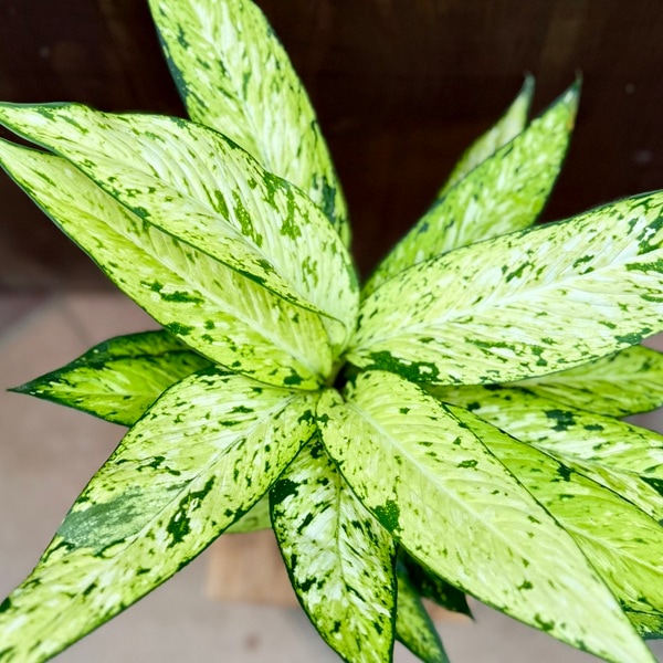 観葉植物：ディフェンバキア スターブライト*5号 | 観葉植物