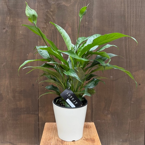 観葉植物　スパティフィラム 観葉植物：スパティフィラム スウィートキョリオサ*5号 スパッティ