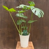  տʪ󥹥ƥ ǥꥷ*ǥꥷ 5 Monstera deliciosa