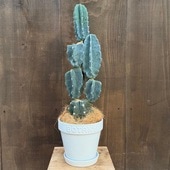 տʪ쥵ܥƥ ֥ ȭ *ʤϤ 䥷 BOTANY 