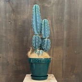 տʪ쥵ܥƥ ֥ ȭ *ʤϤ 䥷 BOTANY 