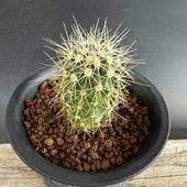 ���ܥƥ󡧥ե���������������åڥ�ϡ����ˡ�*��2.5��������־�����