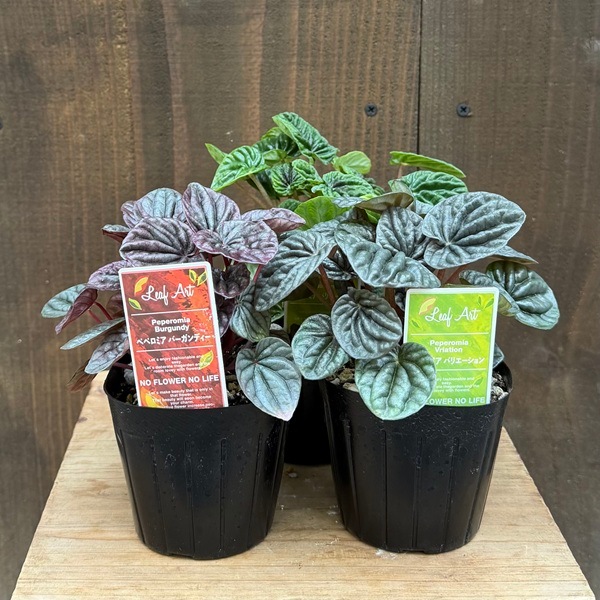 観葉植物 ペペロミア 3種セット 観葉植物 苗：ペペロミア 3種セット*Peperomia | 観葉植物,テーブル