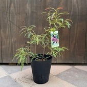 ���� ���տ�ʪ������ӥ쥢 �ԡ�����*6�� �ס������ԡ�����