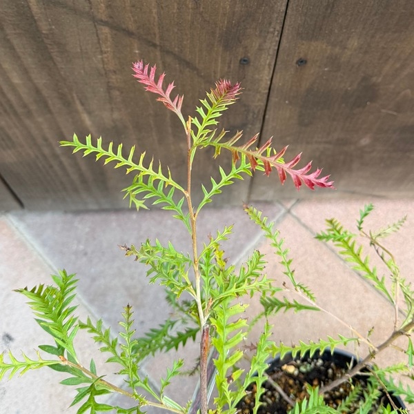 花苗 観葉植物：グレビレア ピーター*6号 プーリンダピーター | 観葉