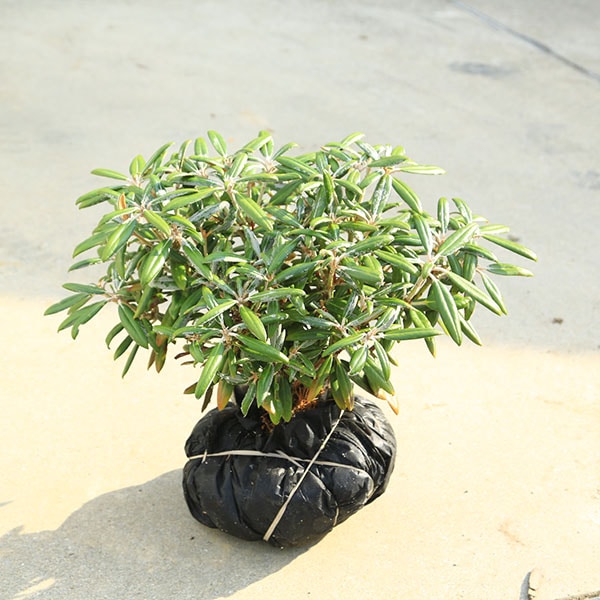 ���ڡ����ڡ�����������֡ʤ䤯���ޤ��㤯�ʤ��˲����祷�㥯�ʥ���*���ܥ��㥯�ʥ��������礷�㤯�ʤ�