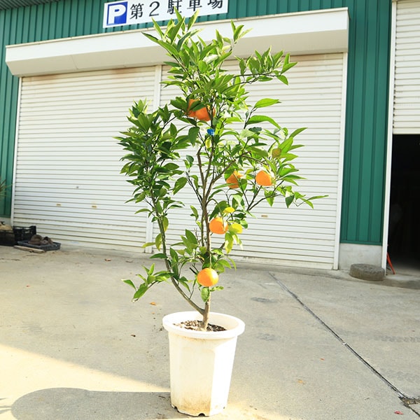 ���ڡ����ڡ��̼����ʡ����������ߤ���ʤˤ��ʤ�碌������桡����̪����*����150��������ʸ¤ꡪ���������ȯ����