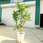 ���ڡ����ڡ��̼����ʡ����������ߤ���ʤˤ��ʤ�碌������桡����̪����*����150��������ʸ¤ꡪ���������ȯ����