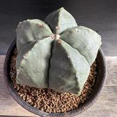 ���ò������ܥƥ󡧥����ȥ��ե��ĥࡡ��������˱�̡����������ھ�ȭ*��11��������ʡ����ʸ¤�