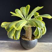 ���ò���¿����ʪ���桼�ե���ӥ� �ݥ����ˡ��ӡ��߸žƴ�ȭ*����22��������ʡ����ʸ¤�