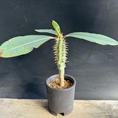 ���ò���¿����ʪ���桼�ե���ӥ���ʮ��ε�����ھ�ȭ*����24���